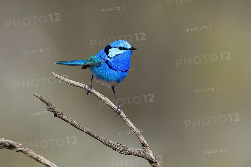 Splendid Fairywren (Malurus splendens callainus) male, Victoria, Australia