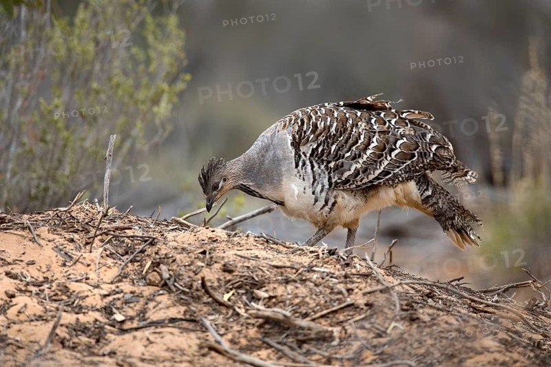 Malleefowl (Leipoa ocellata), Victoria, Australia