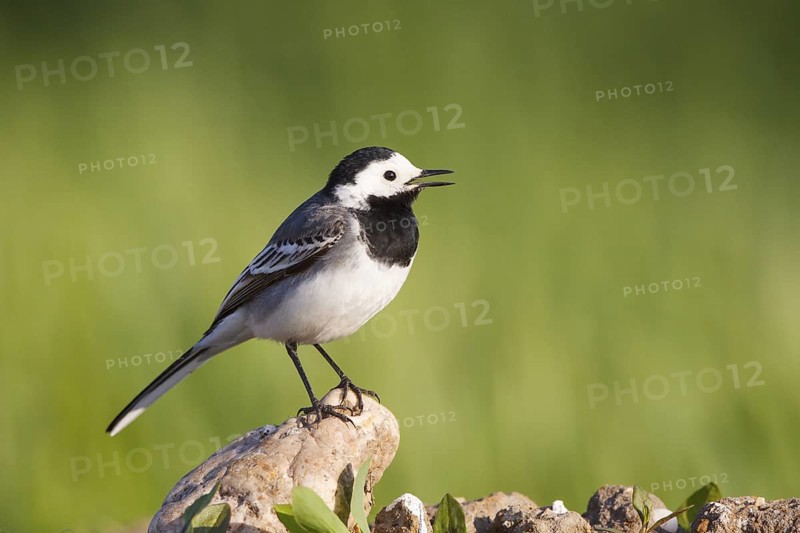 White Wagtail (Motacilla alba) singing, North Rhine-Westphalia, Germany