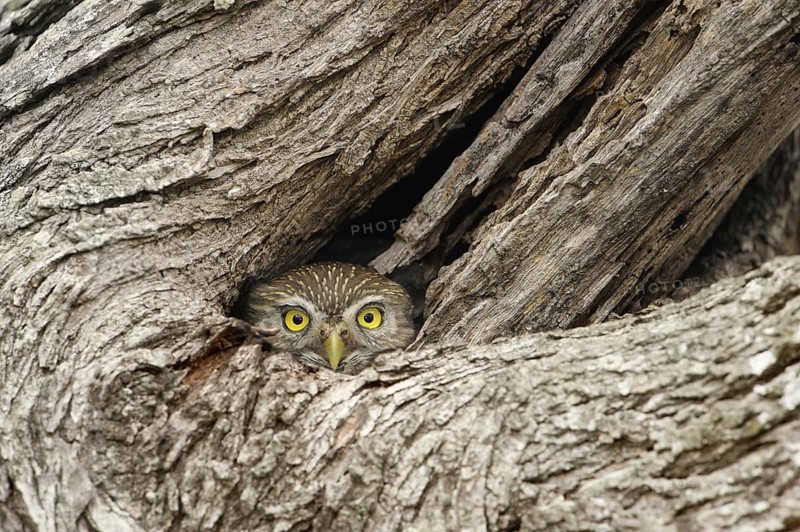 Ferruginous Pygmy Owl (Glaucidium brasilianum), Texas, USA