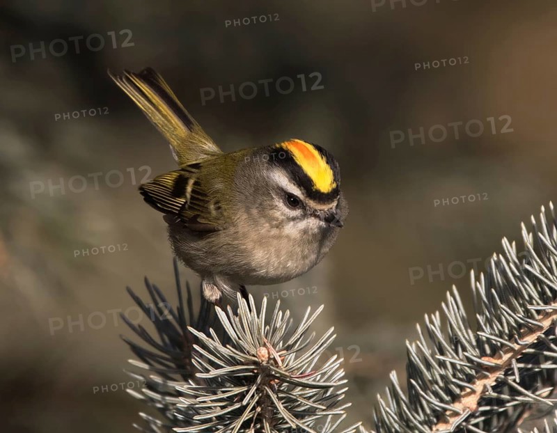 A male Golden-crowned Kinglet, Regulus satrapa, perched on a branch in Saskatoon, Saskatchewan, Canada