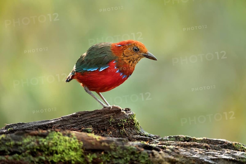 Blue-banded Pitta (Erythropitta arquata), Sabah, Malaysia