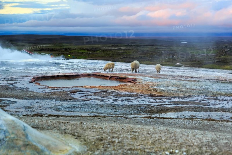 Free-range sheep on sinter terraces, sulphur vapour, Hveravellir geothermal area, Icelandic highlands, Suðurland, Sudurland, Iceland