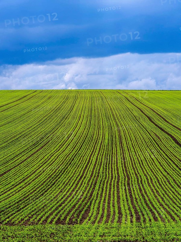 Expansive rows of lush alfalfa stretch across rolling hills in Auvergne Rhone Alpes. The field thrives under a vibrant sky, showcasing the richness of rural French agriculture. Puy de Dome. Auvergne Rhone Alpes. France
