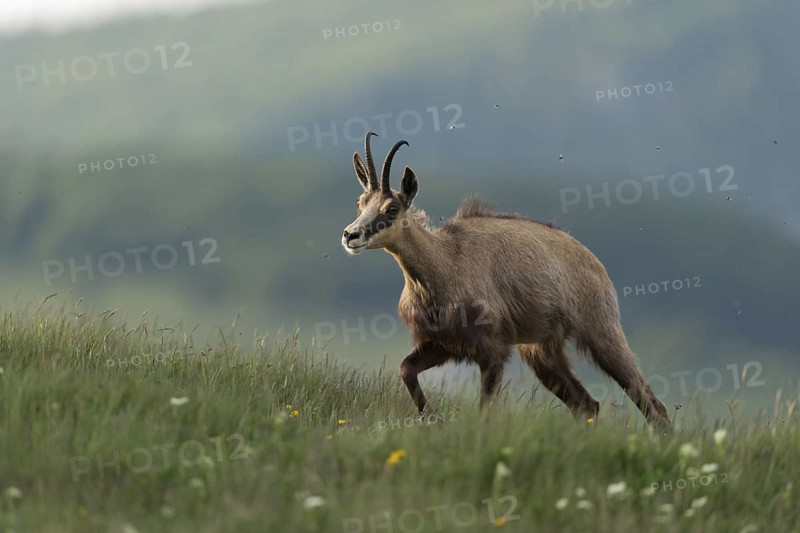 Ascent to lush mountain meadows... Chamois (Rupicapra rupicapra) ascends the mountain in the early morning to graze, followed by many annoying flies, early summer in the mountains, native nature, Vosges, France, Western Europe