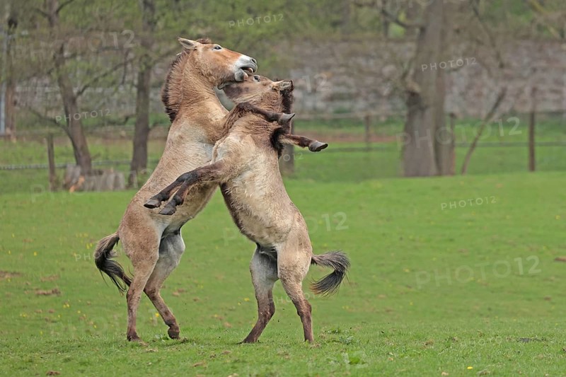 Przewalski's horse (Equus ferus przewalskii), playing in the meadow, rising, Tachi, Captive