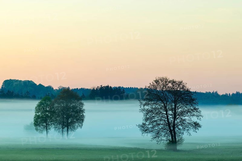Early morning fog over the moor, birch (Betula), birch family (Betulaceae), fog, Pfrungen, Pfrunger-Burgweiler Ried, Baden-Wuerttemberg, Germany