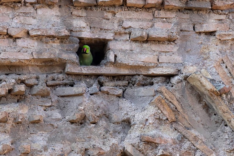 Ring-necked parakeet (Psittacula krameri) adult bird looking out of a hole in an ancient wall in the city, Rome, Italy