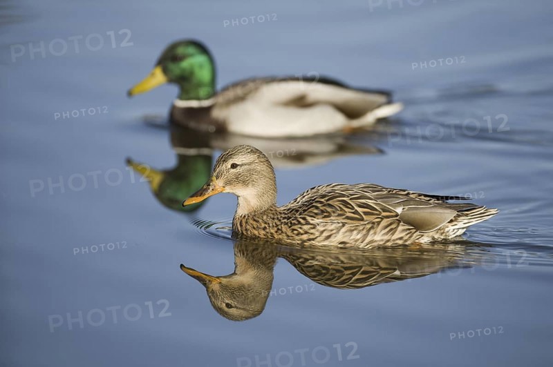 Mallard (Anas platyrhynchos), Lower Saxony, Germany