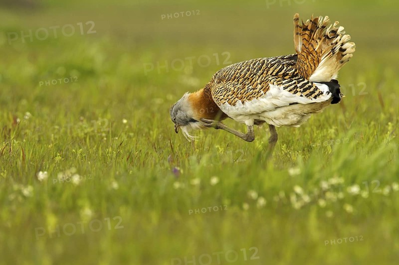 Great Bustard (Otis tarda) male, Castile-La Mancha, Spain