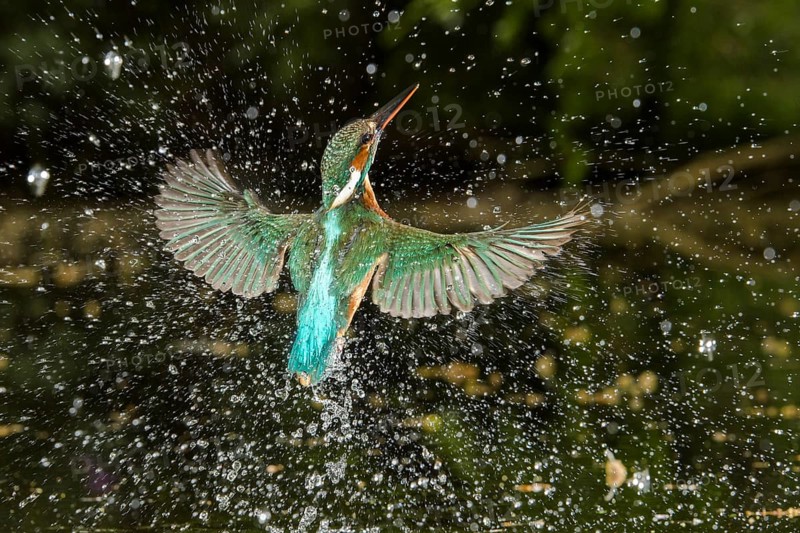 Common Kingfisher (Alcedo atthis) female fishing, Lower Saxony, Germany