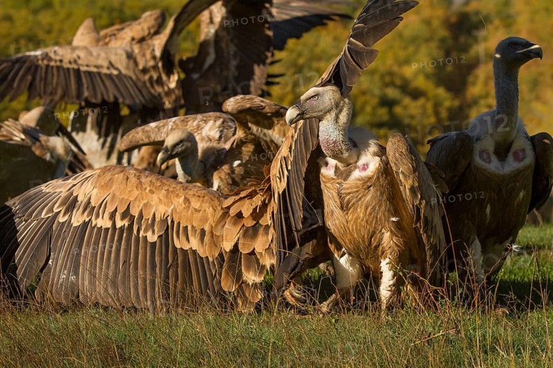 Griffon Vulture (Gyps fulvus), group on field, Castilla Leon, Spain