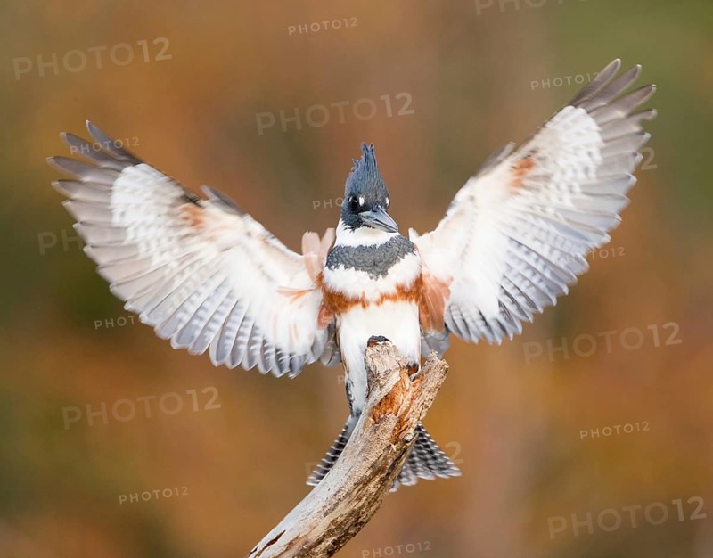 Belted Kingfisher (Megaceryle alcyon) female perched on a branch, Florida, USA