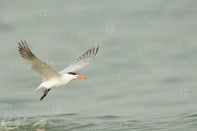 Caspian Tern (Hydroprogne caspia) flying, Gambia