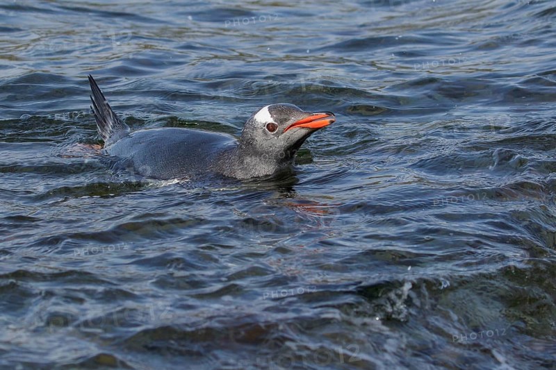 Gentoo Penguin (Pygoscelis papua) swimming in the ocean near South Georgia Island