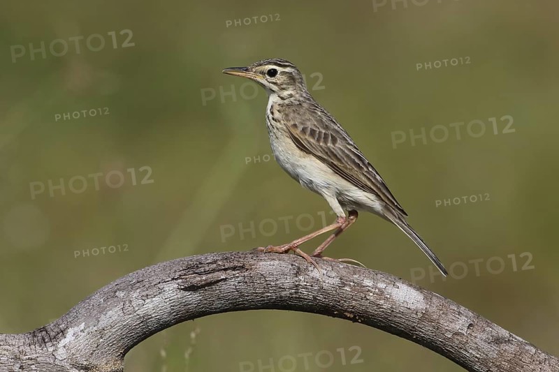 Paddyfield Pipit (Anthus rufulus), Penang, Malaysia