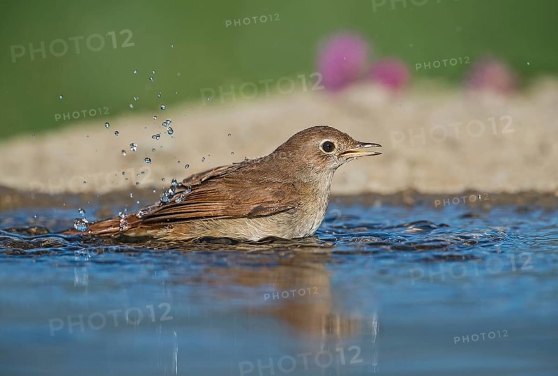 Common Nightingale (Luscinia megarhynchos) bathing, Aosta Valley, Italy
