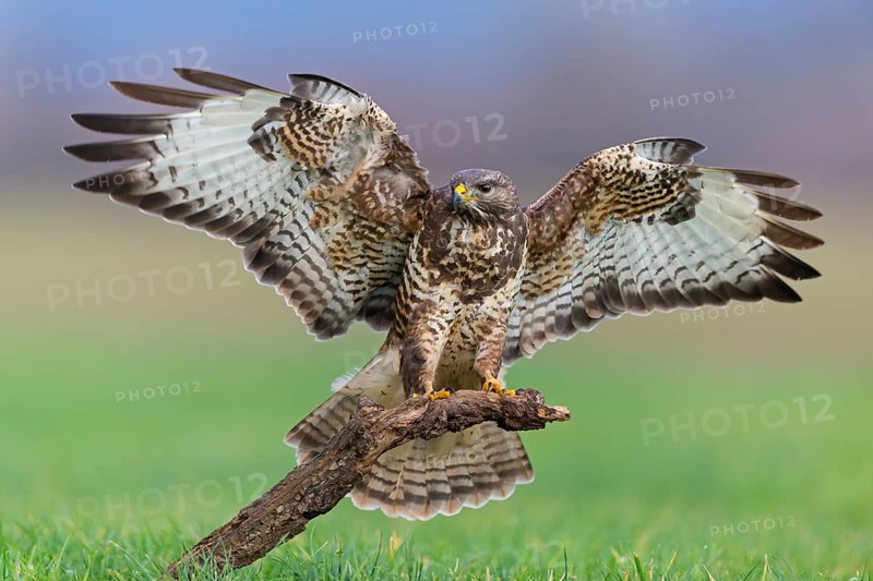 Mäusebussard, Common Buzzard, Buzzard, Eurasian Buzzard, Buteo buteo, Buse variable, Busardo Ratonero