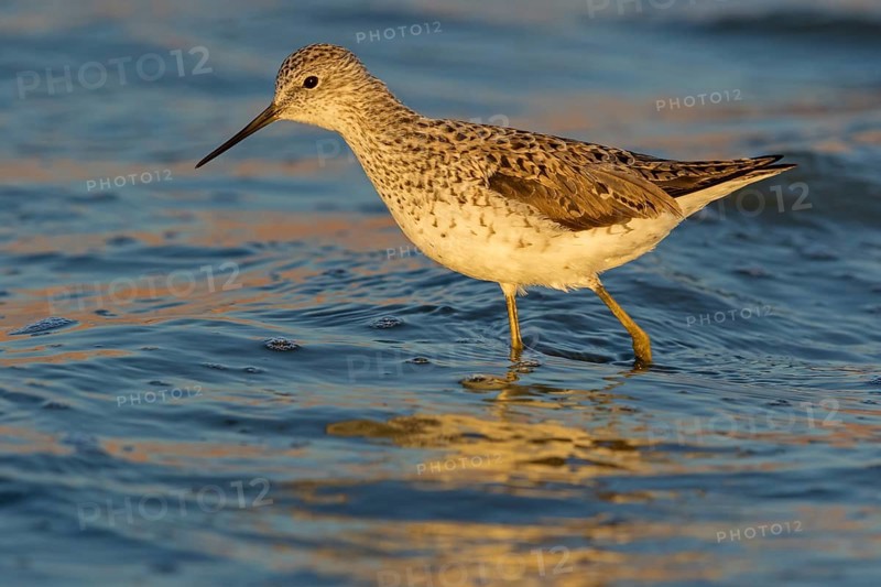 Teichwasserläufer, Marsh Sandpiper, Tringa stagnatilis, Chevalier stagnatile, Archibebe Fino