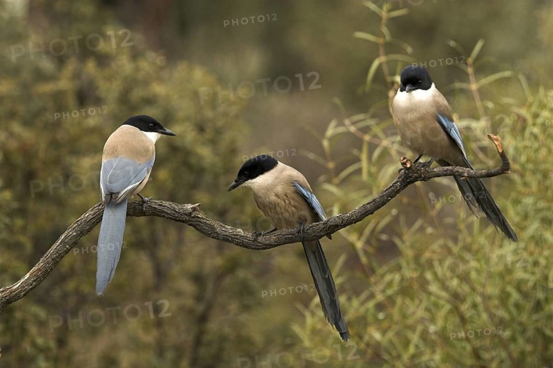 Iberian Magpie (Cyanopica cooki), Castile-La Mancha, Spain