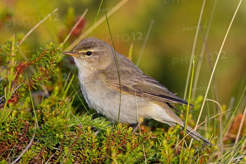 Fitis, Willow Warbler, Phylloscopus trochilus, Pouillot fitis, Mosquitero Musical