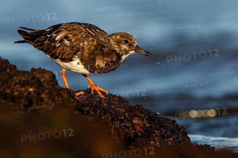 Ruddy Turnstone (Arenaria interpres) feeding amongst the rocks, Asturias, Spain