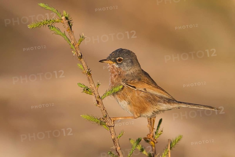 Tristrams Warbler - Atlasgrasmücke - Sylvia deserticola, Morocco, adult