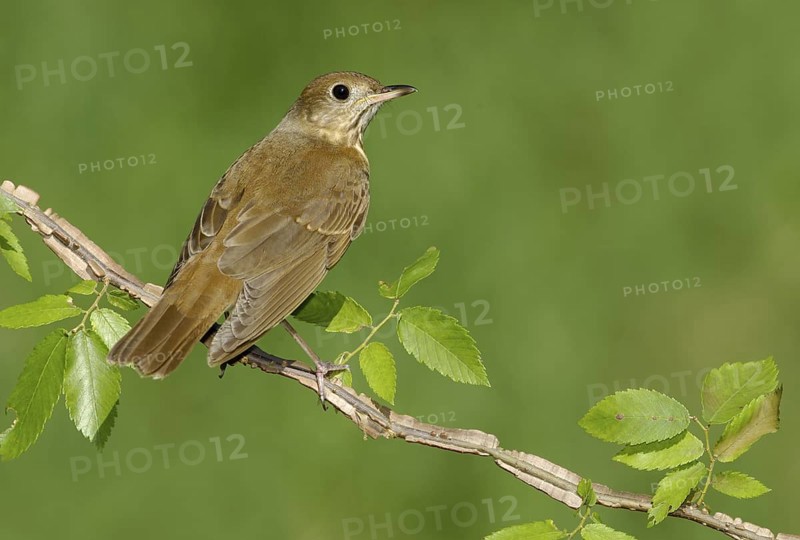 Veery (Catharus fuscescens), Texas, USA