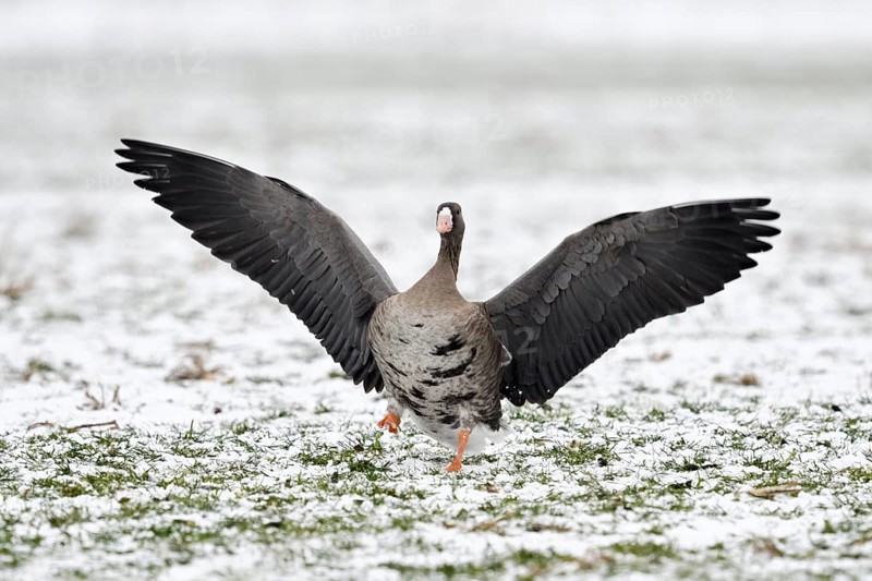 Greater White-fronted Goose (Anser albifrons) flapping on snowy field, North Rhine-Westphalia, Germany