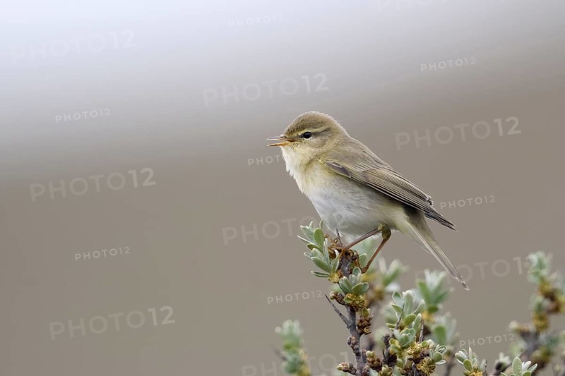 Klein, unauffällig, aber oho... Fitis *Phylloscopus trochilus* singend auf einem Sanddornbusch