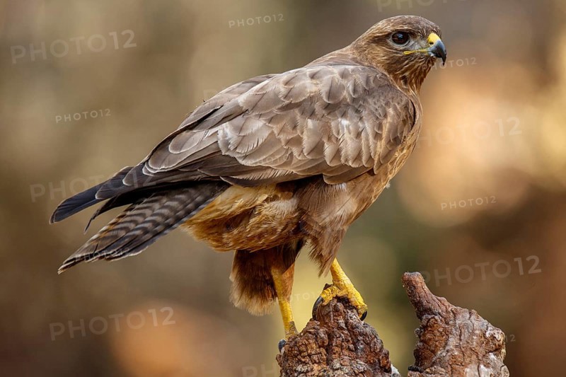 Common Buzzard (Buteo buteo), perched on a branch, Castile and Leon, Spain