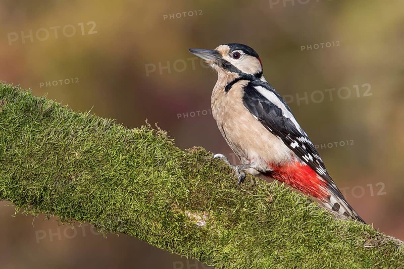 Great Spotted Woodpecker (Dendrocopos major) male climbing tree, Poland