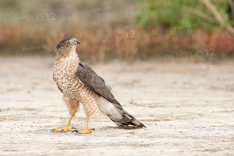 Cooper's Hawk (Accipiter cooperii) perched on the ground, Texas, USA