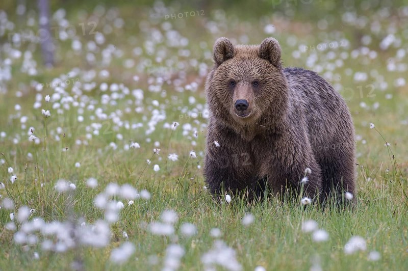 Eurasian Brown Bear (Ursus arctos) male close-up in white cottongrass, Finland