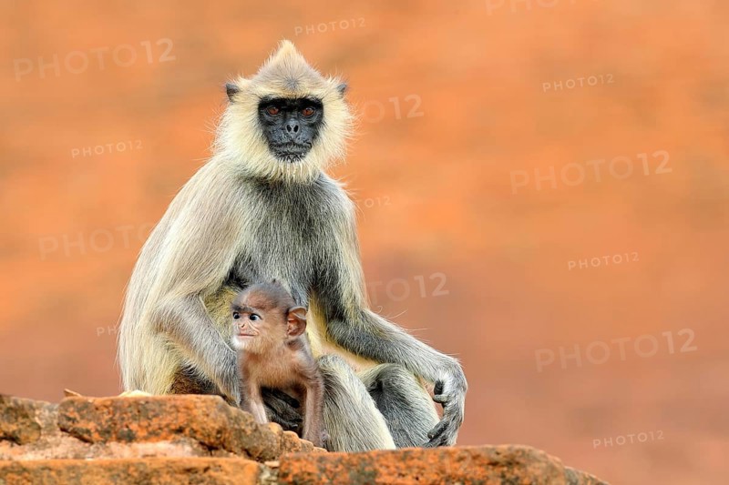 Common Langur, Semnopithecus entellus, monkey sitting in grass, nature habitat, Sri Lanka. Feeding scene with langur. Wildlife of Sri Lanka. Monkey in nature habitat, clear background and foreground