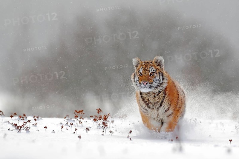 Running tiger with snowy face. Tiger in wild winter nature. Amur tiger running in the snow. Action wildlife scene, danger animal. Cold winter, tajga, Russia. Snowflake with beautiful Siberian tiger
