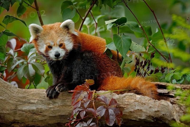 Red panda lying on the tree with green leaves. Red panda bear, Ailurus fulgens, habitat. Detail face portrait, animal from China. Wildlife scene from Asia forest. Beautiful Panda from nature