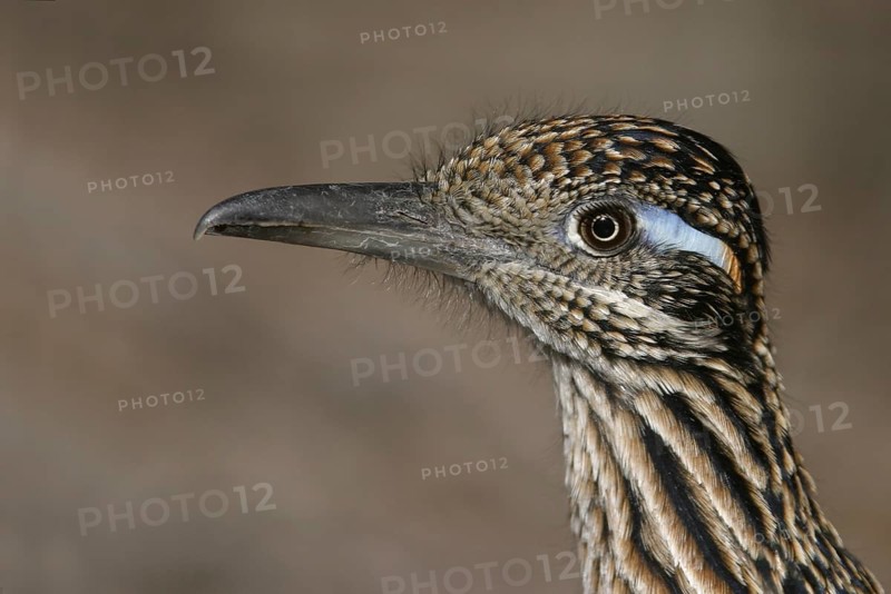 Greater Roadrunner (Geococcyx californianus), New Mexico, USA