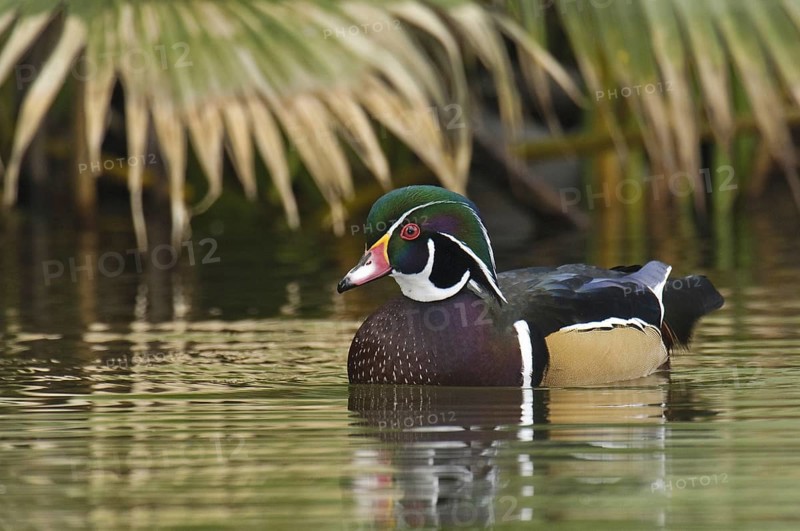 Wood Duck (Aix sponsa) male, Arizona, USA