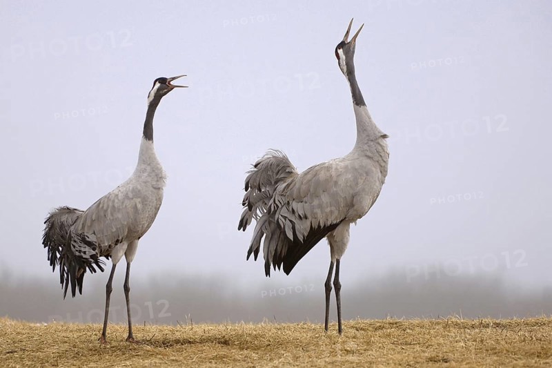 Common Crane (Grus grus) courting, Vaestergoetland, Sweden