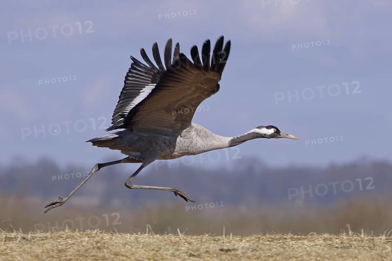 Common Crane (Grus grus) flying, Vaestergoetland, Sweden
