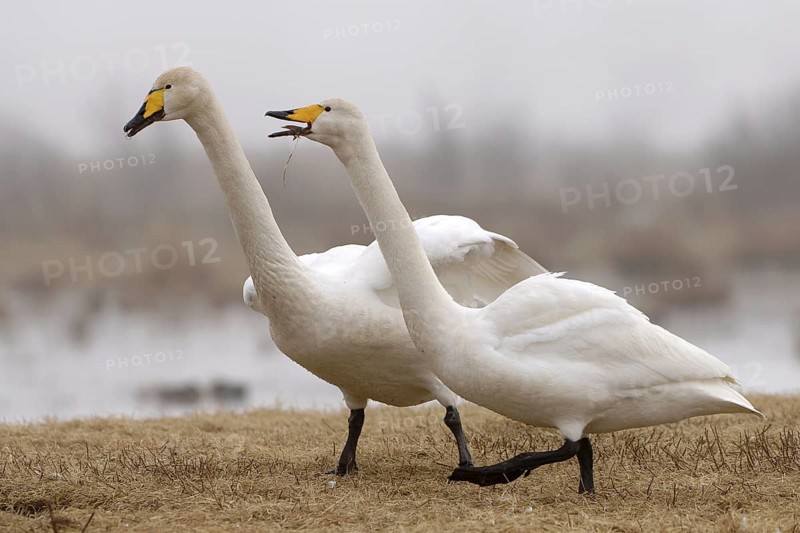 Whooper Swan (Cygnus cygnus) mating, Vaestergoetland, Sweden