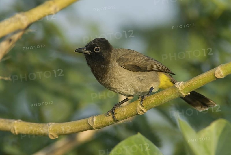 White-spectacled Bulbul (Pycnonotus xanthopygos), Oman