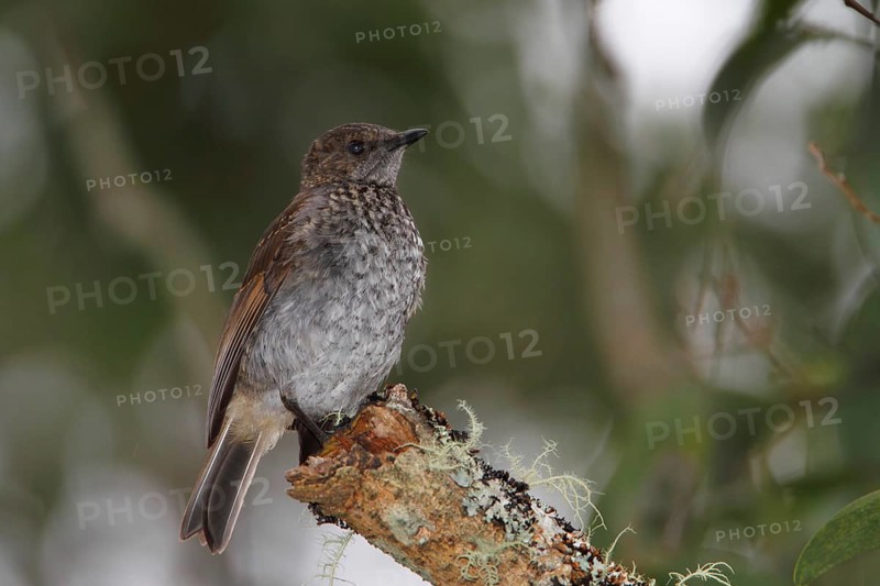 Photographed on the Island of Hawaii.Endemic to the Island of Hawaii