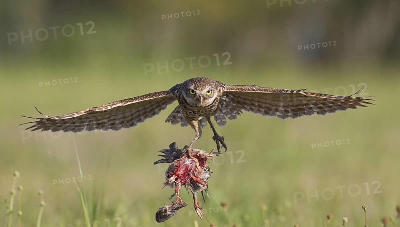 Burrowing Owl (Athene cunicularia) flying with prey in its claws, Florida, USA