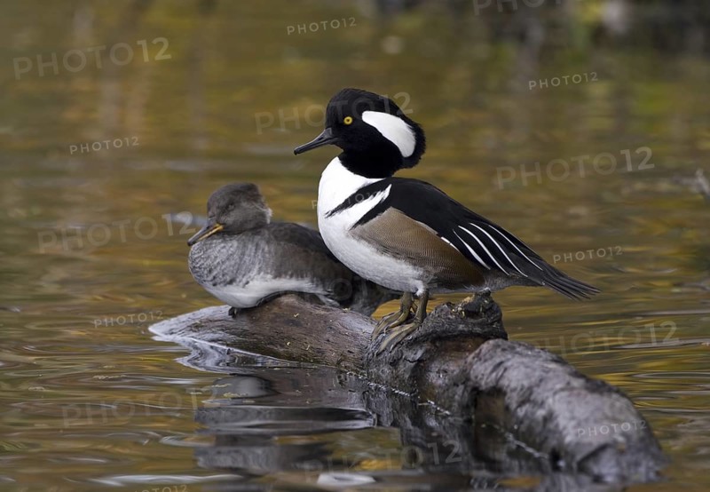 Hooded Merganser (Lophodytes cucullatus), British Columbia, Canada