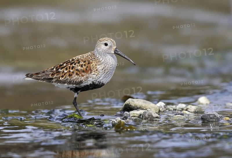 Dunlin (Calidris alpina), Canada