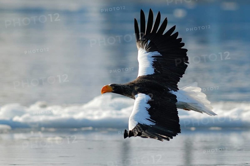 Steller's Sea Eagle (Haliaeetus pelagicus) flying, Hokkaido, Japan