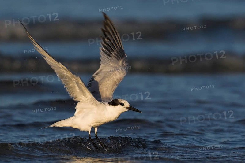 Sandwich Tern (Thalasseus sandvicensis) flying, Florida, USA