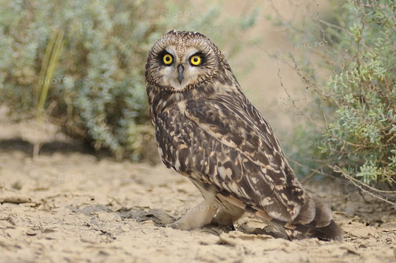 Short-eared Owl (Asio flammeus), India